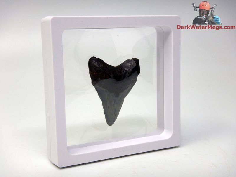 1.91&quot;  fossil megalodon in floating frame