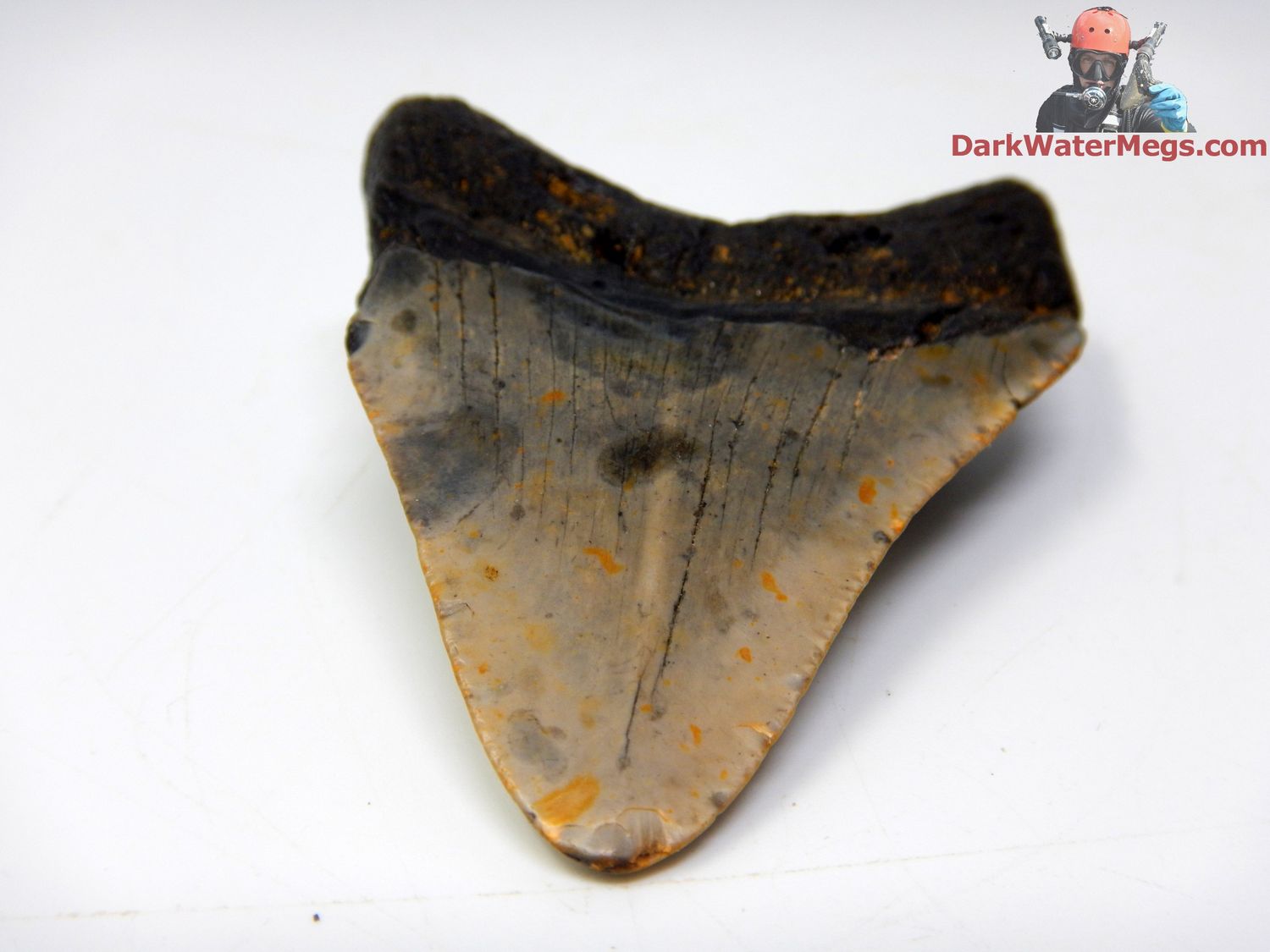 2.69&quot;  fossil megalodon