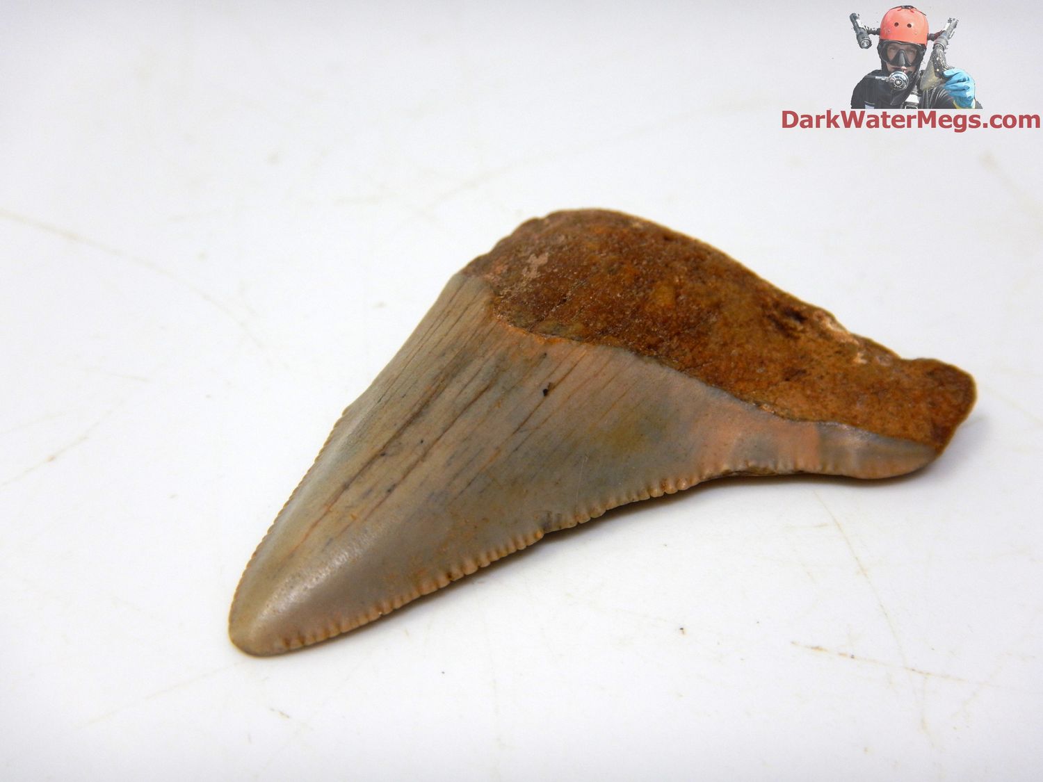 1.84&quot;  fossil megalodon