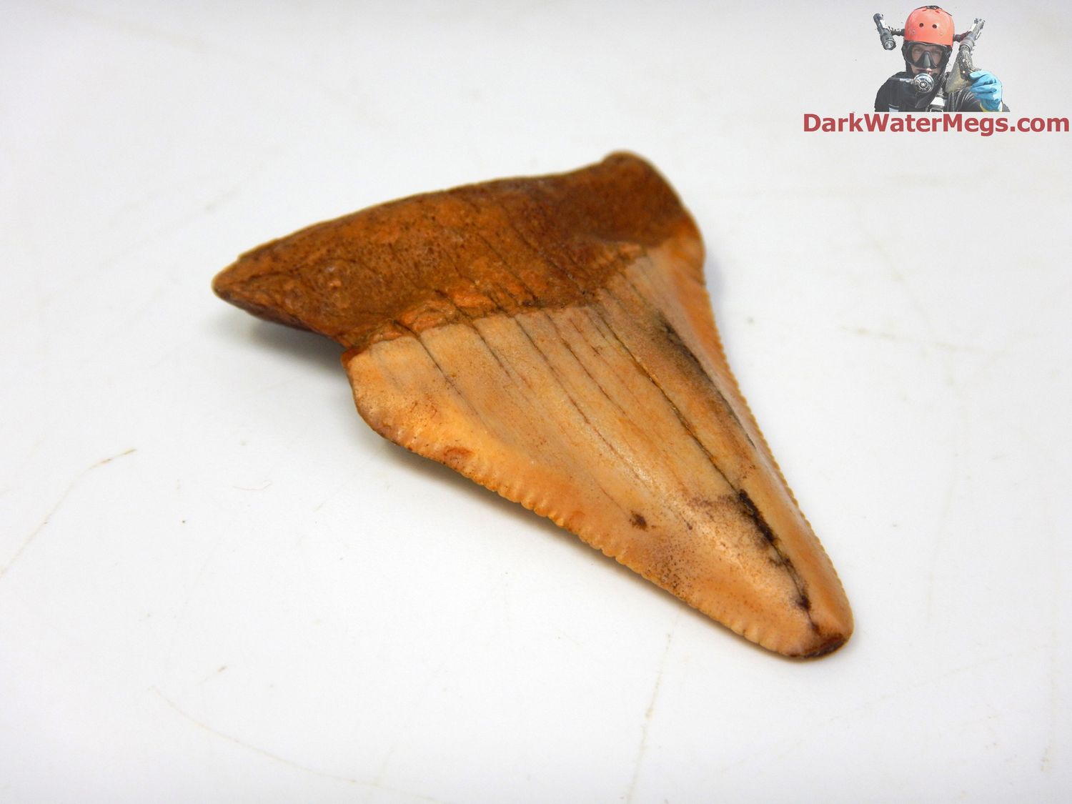 1.75&quot;  fossil megalodon