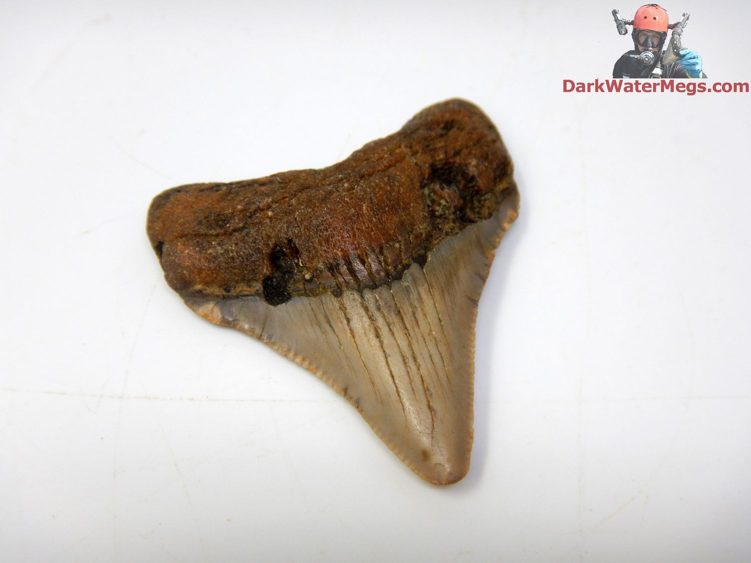 1.87&quot;  fossil megalodon