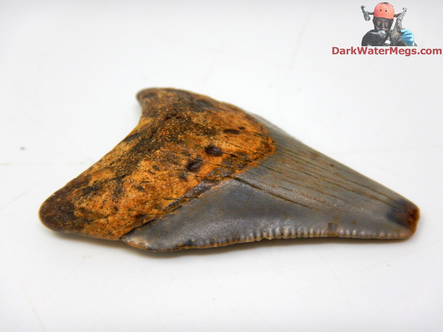 1.78&quot;  fossil megalodon