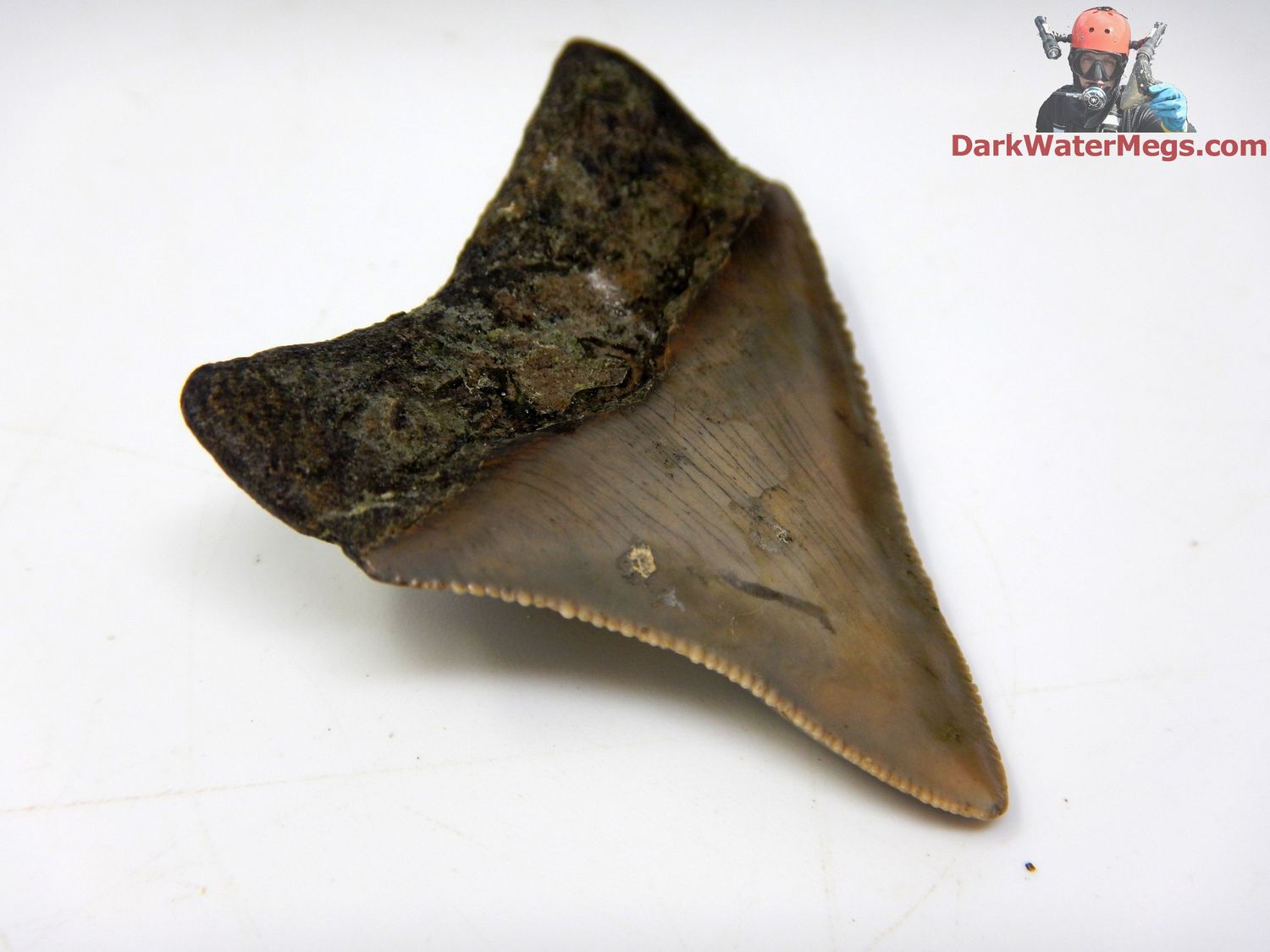 1.99&quot;  fossil megalodon