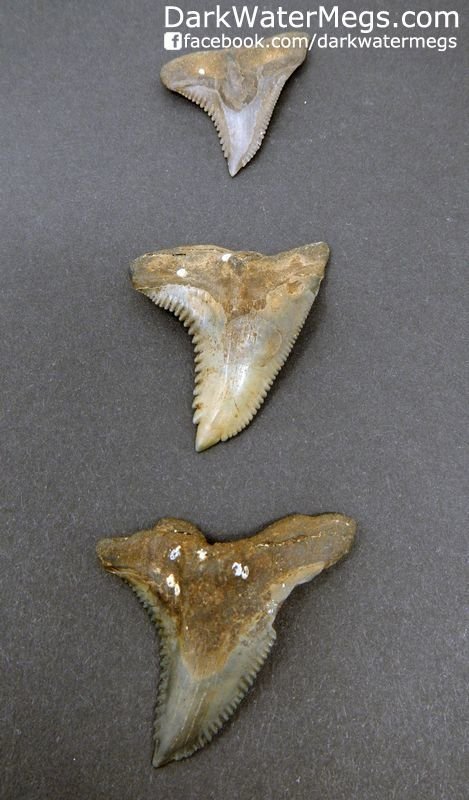 Three Fossil Hemipristis or "snaggle" fossil shark teeth 1.80" 1.67" and 1.27"