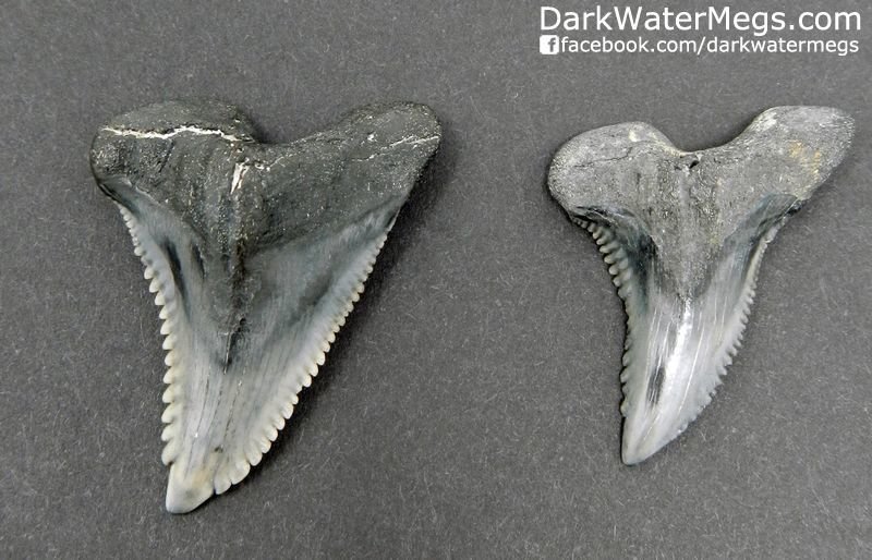 Two Hemipristis or "snaggle" fossil shark teeth 1.57" and 1.38"