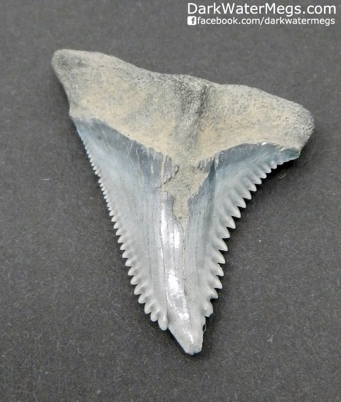 1.5" Light Blue Hemipristis or "snaggle" fossil shark tooth