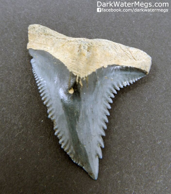 Great 1.53" hemipristis shark tooth
