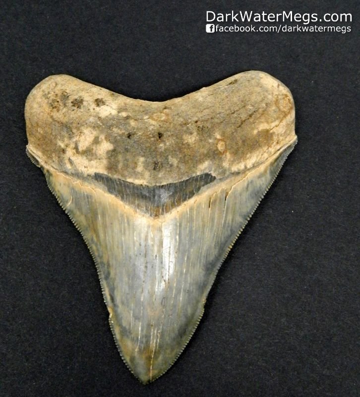 3.64" Blue Shaded Megalodon Tooth