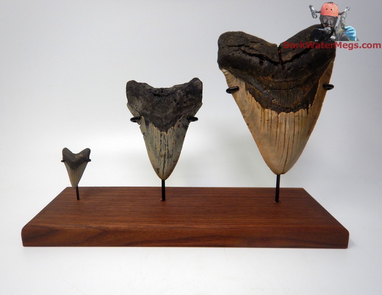 Megalodon Trio Species Size Range 1.59&quot; 4.12&quot; 5.88&quot;