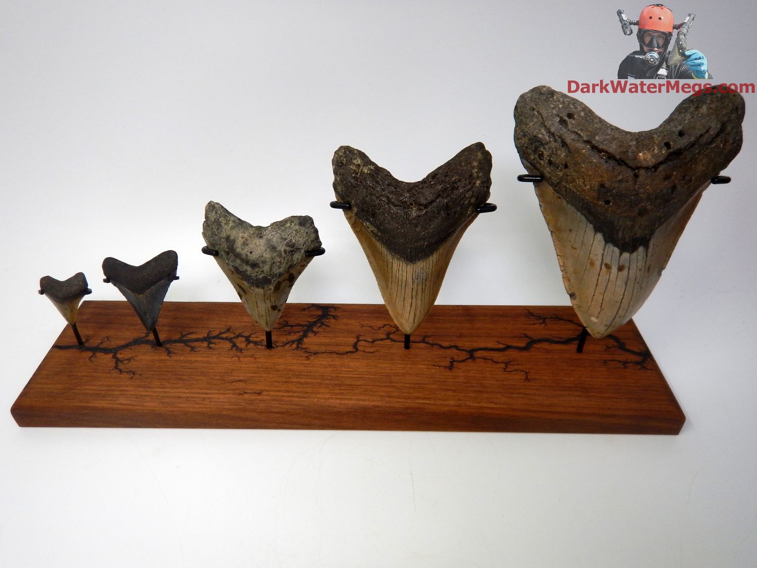 Megalodon Quintuple Set 1.30&quot; 1.98&quot; 3.15&quot; 4.20&quot; 5.28&quot;