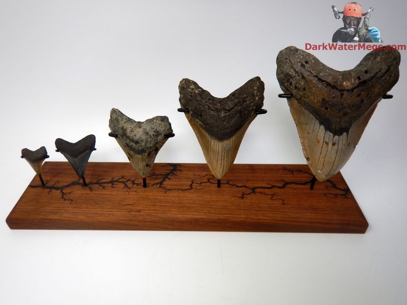 Megalodon Quintuple Set 1.30" 1.98" 3.15" 4.20" 5.28"