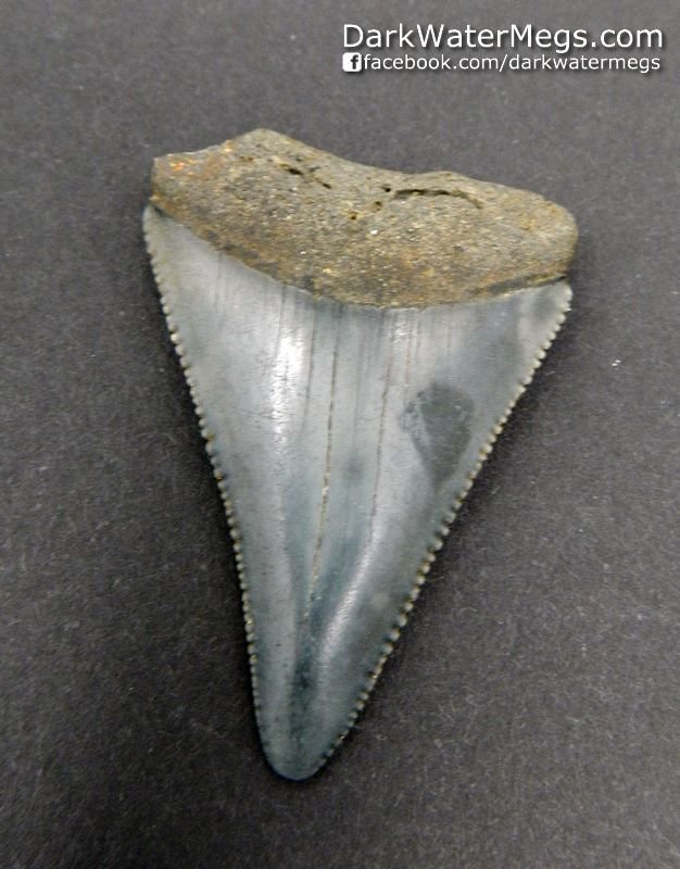 1.85" Spotted Great White Tooth Fossil