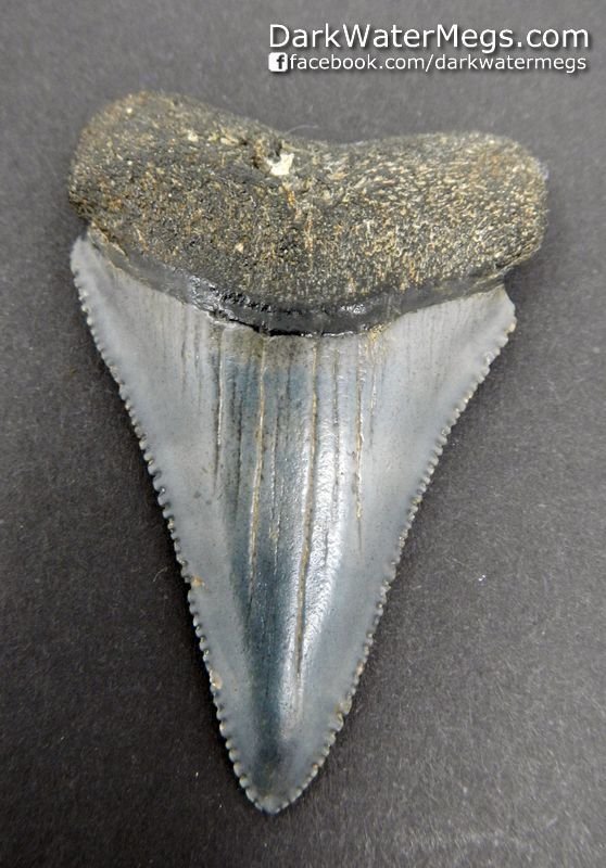 2.25" Sharp Great White Tooth Fossil
