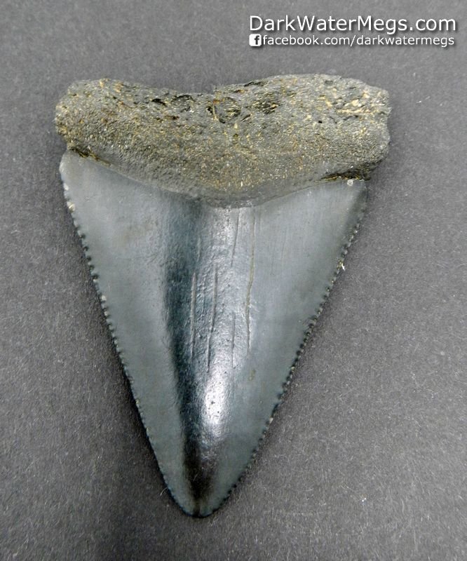 2.32" Wide Great White Tooth Fossil