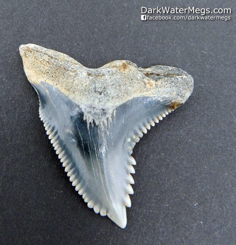 1.43" Blue Hemipristis or "snaggle" fossil shark tooth