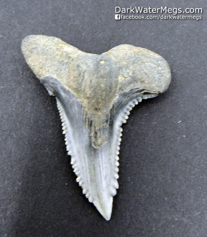 1.55"" Skinny Hemipristis or "snaggle" fossil shark tooth