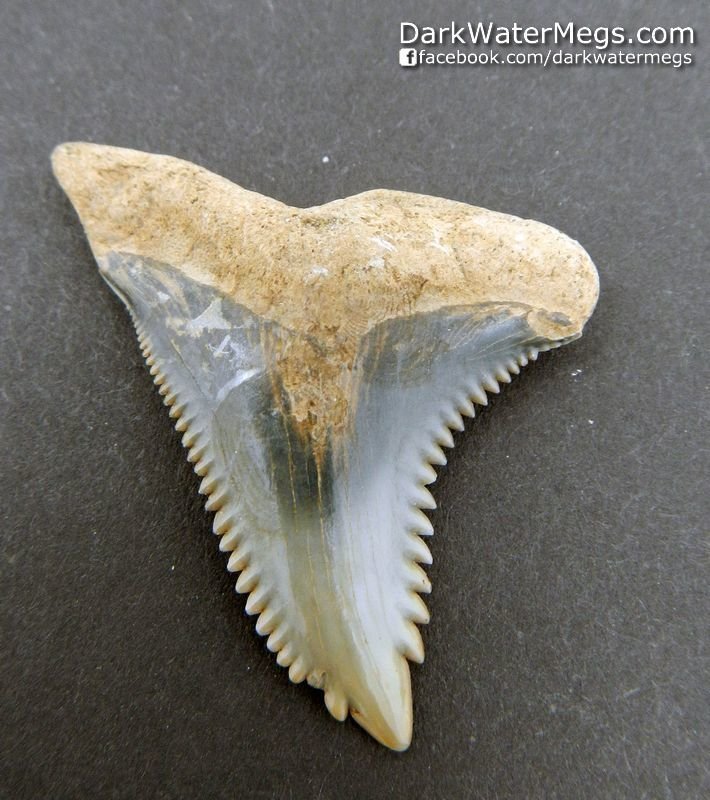 1.56" Light Blue Hemipristis or "snaggle" fossil shark tooth