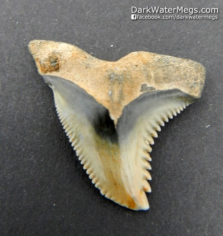 1.23" Greenish Enamel Hemipristis or "snaggle" fossil shark tooth