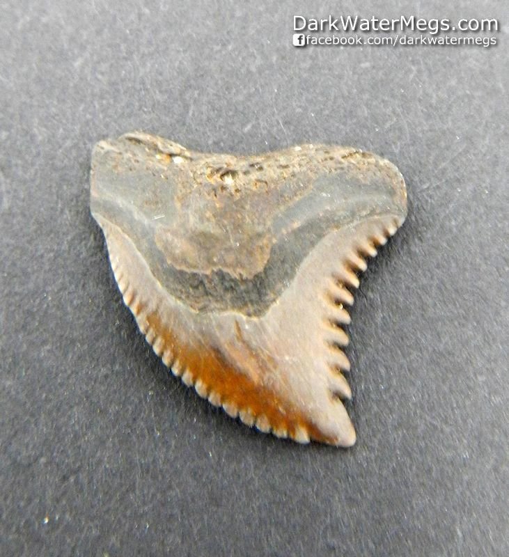 .73" Small Brown Hemipristis or "snaggle" fossil shark tooth