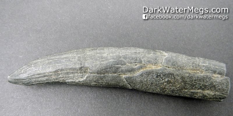 3.96" Skinny Black Fossil Sperm Whale Tooth