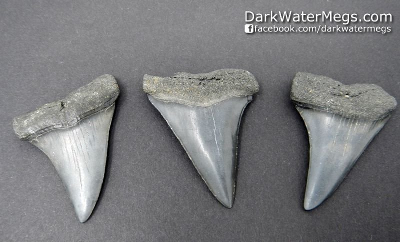 1.81" 1.92" 1.93" Black Trio of Fossil Mako Shark Teeth