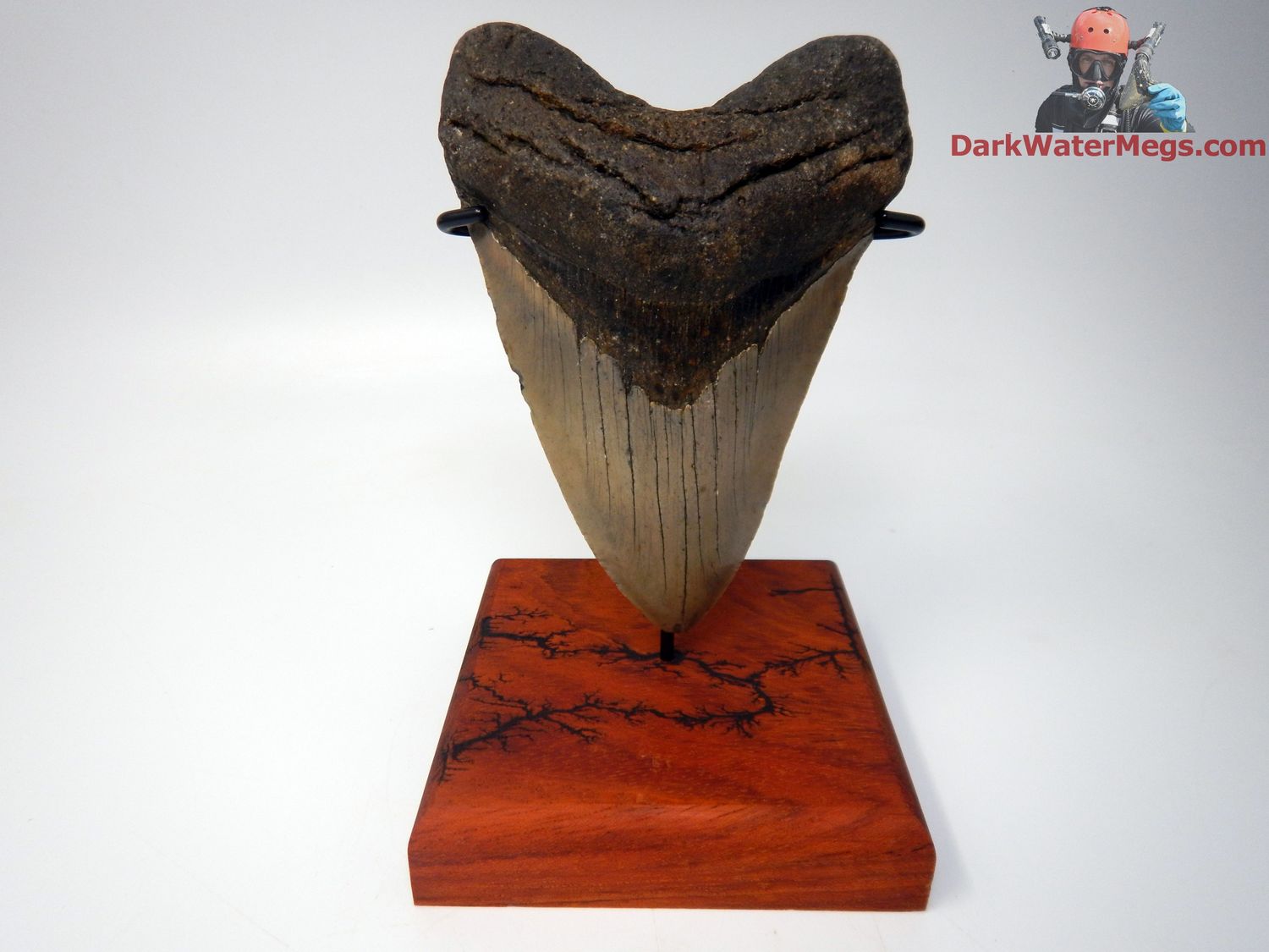 5.14&quot;  beautiful megalodon with premium stand