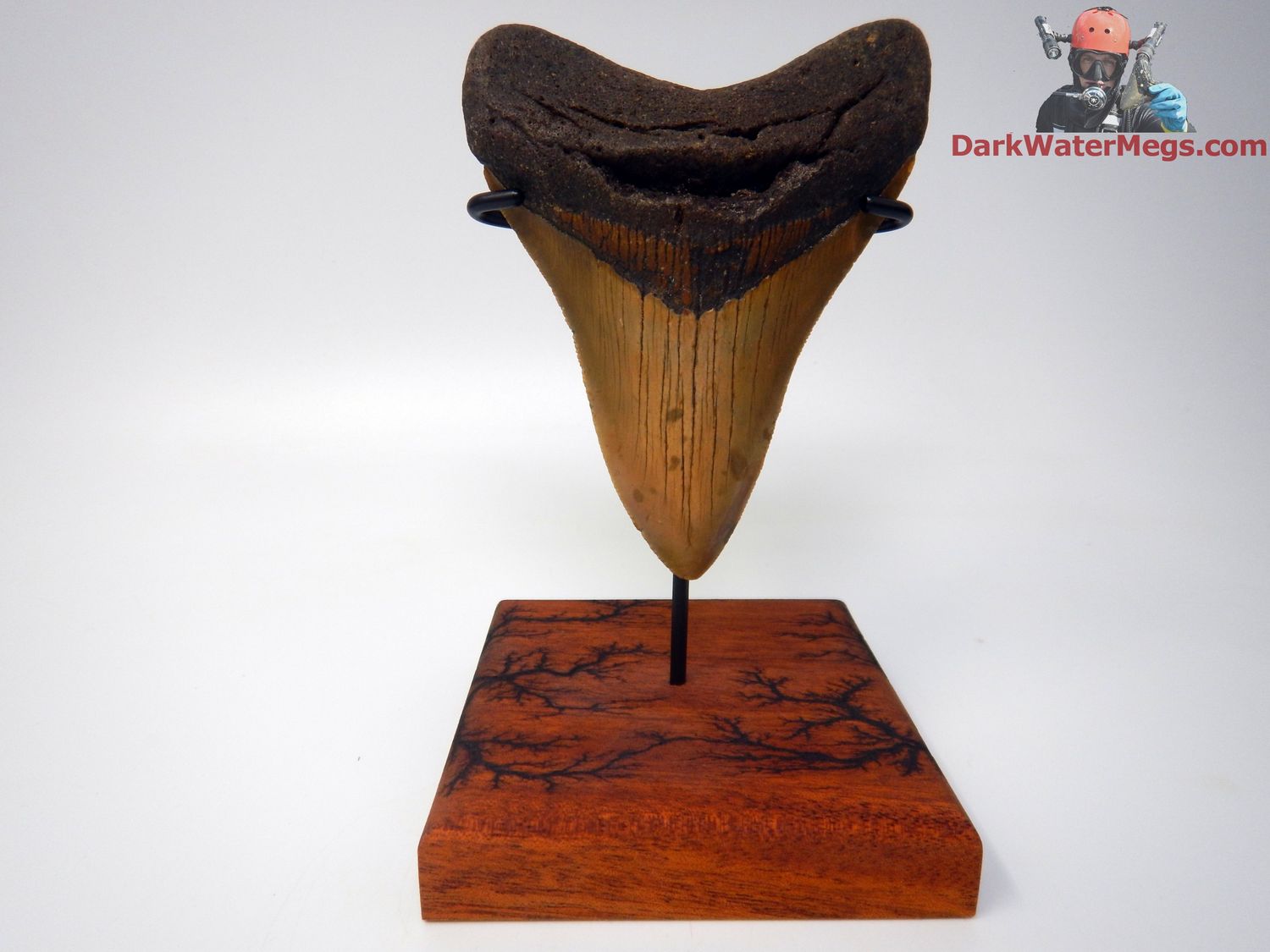 4.48&quot;  exquisite megalodon with premium stand