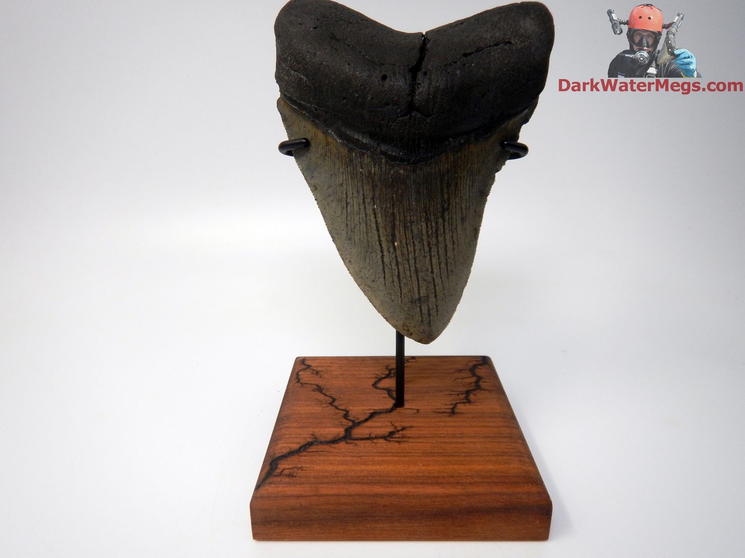 4.95&quot;  large curved blade megalodon with premium stand