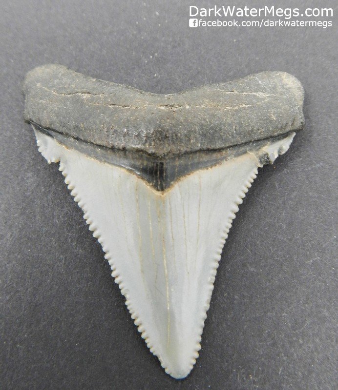 1.73 Heavily Serrated Megalodon Tooth / Chubutensis