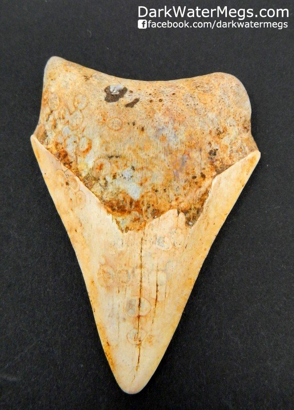 2.52" Orange Megalodon Tooth