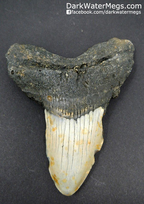 4.27" Bargain Megalodon Shark Tooth