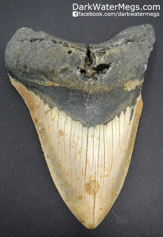 5.49" Discount Megalodon Tooth
