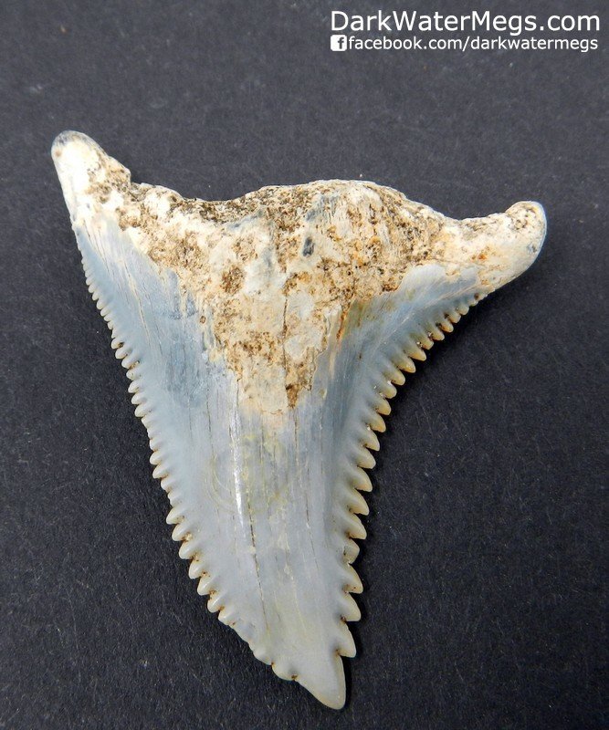 1.53" Light blue snaggle tooth