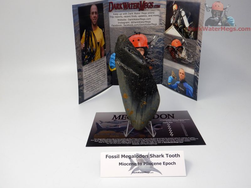 5.28" bargain megalodon - gift ready