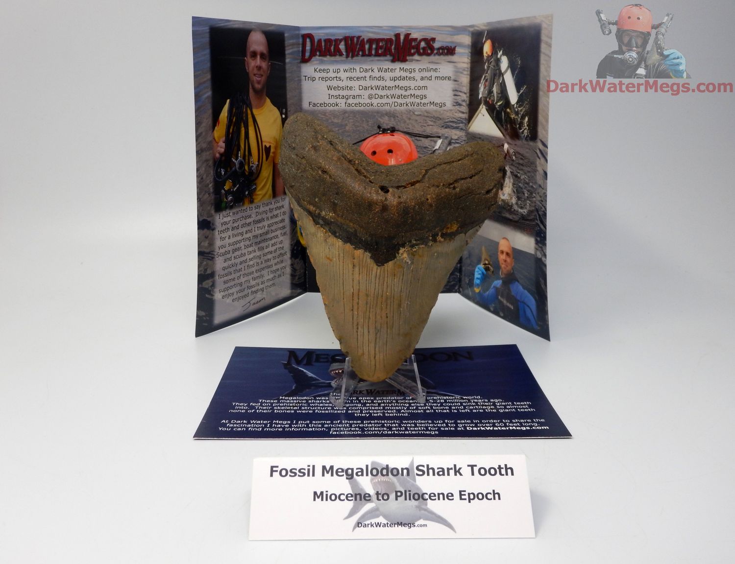 5.29&quot; large megalodon - gift ready