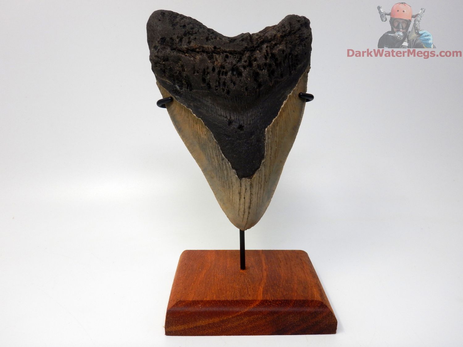 5.98&quot; monster megalodon