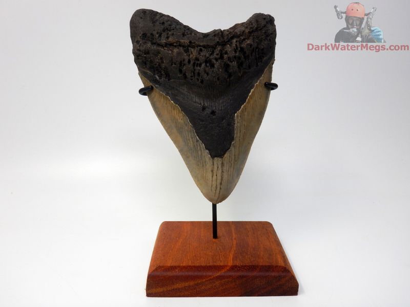 5.98" monster megalodon