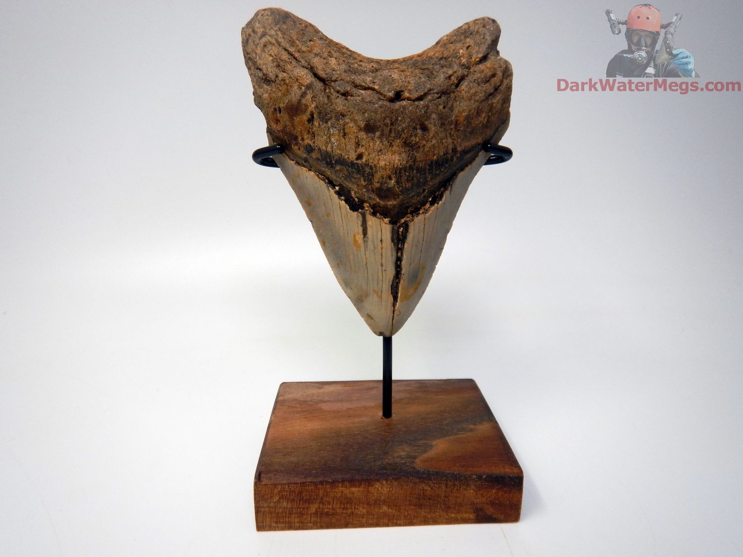 4.41&quot; large megalodon with stand
