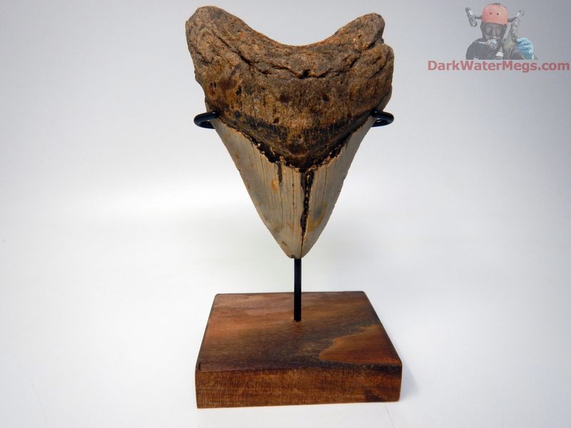 4.41" large megalodon with stand