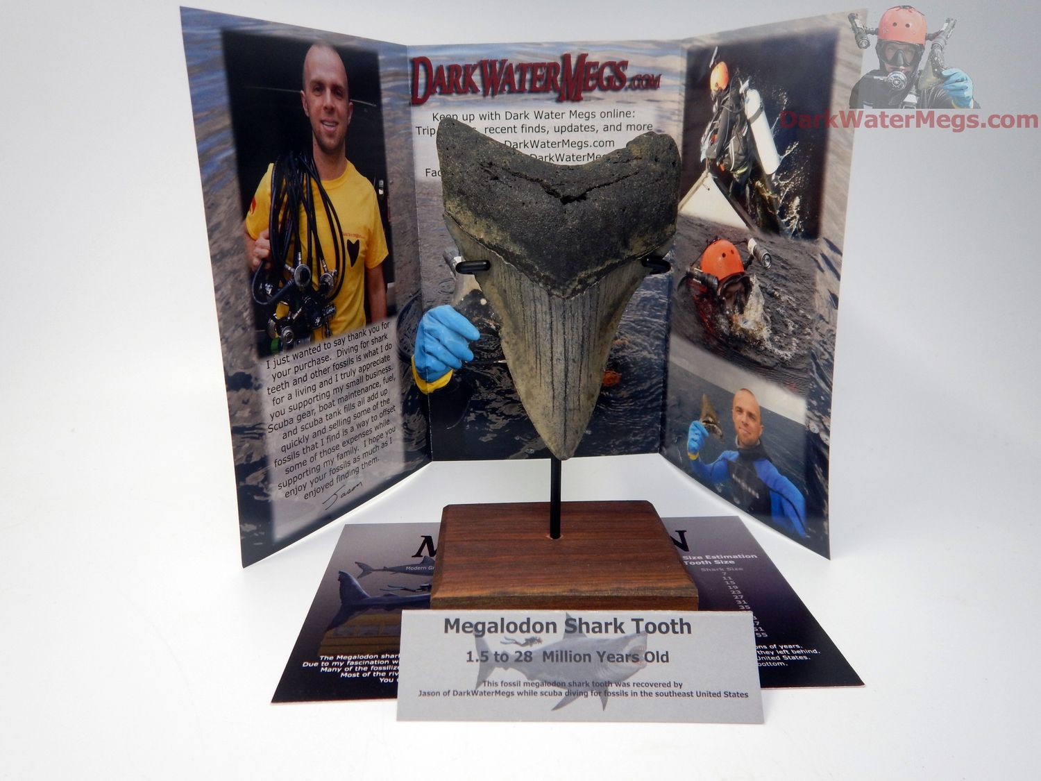 4.42" large megalodon with stand - gift ready