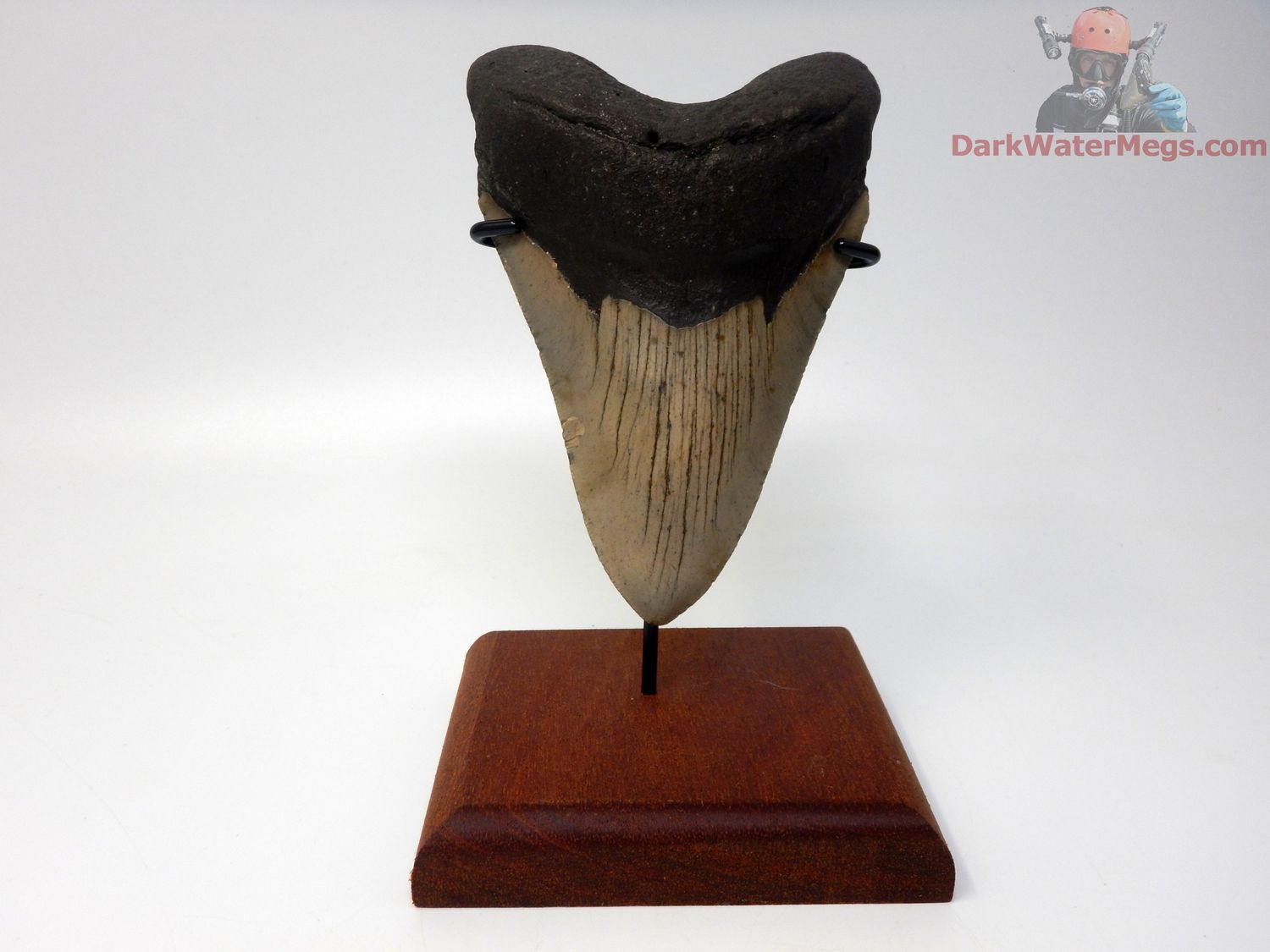 5.04&quot; big megalodon with stand