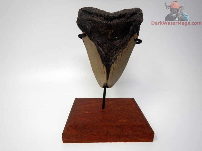 4.69" big megalodon with stand