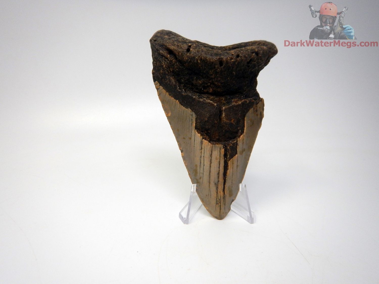 4.88&quot; bargain megalodon tooth