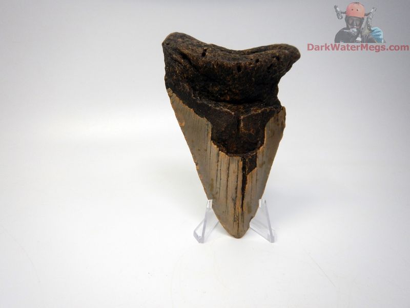 4.88" bargain megalodon tooth