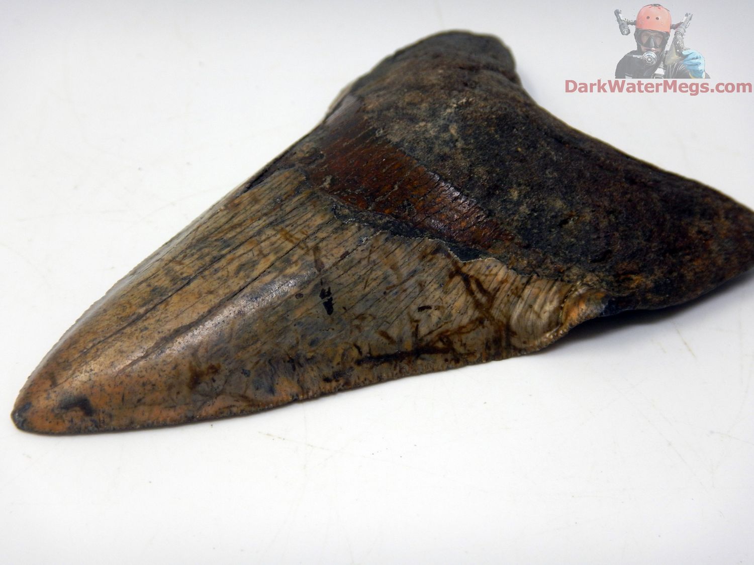 4.39&quot;patterned pathological megalodon
