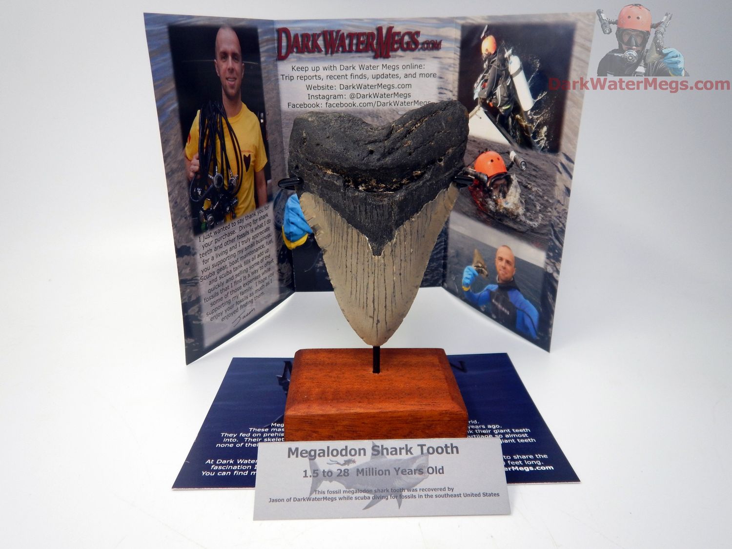 4.42&quot; large megalodon with stand - gift ready