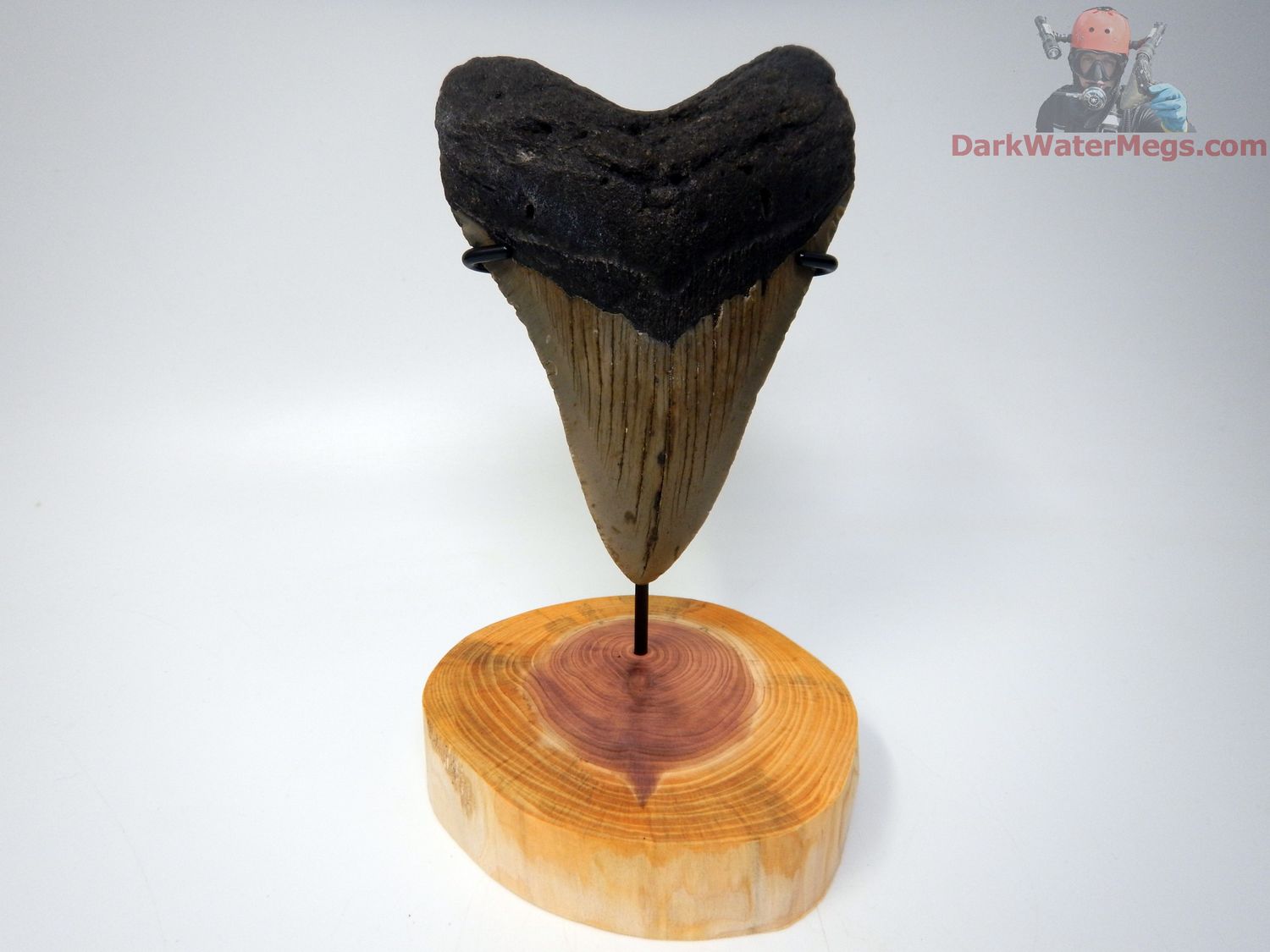 4.99&quot; big megalodon with stand