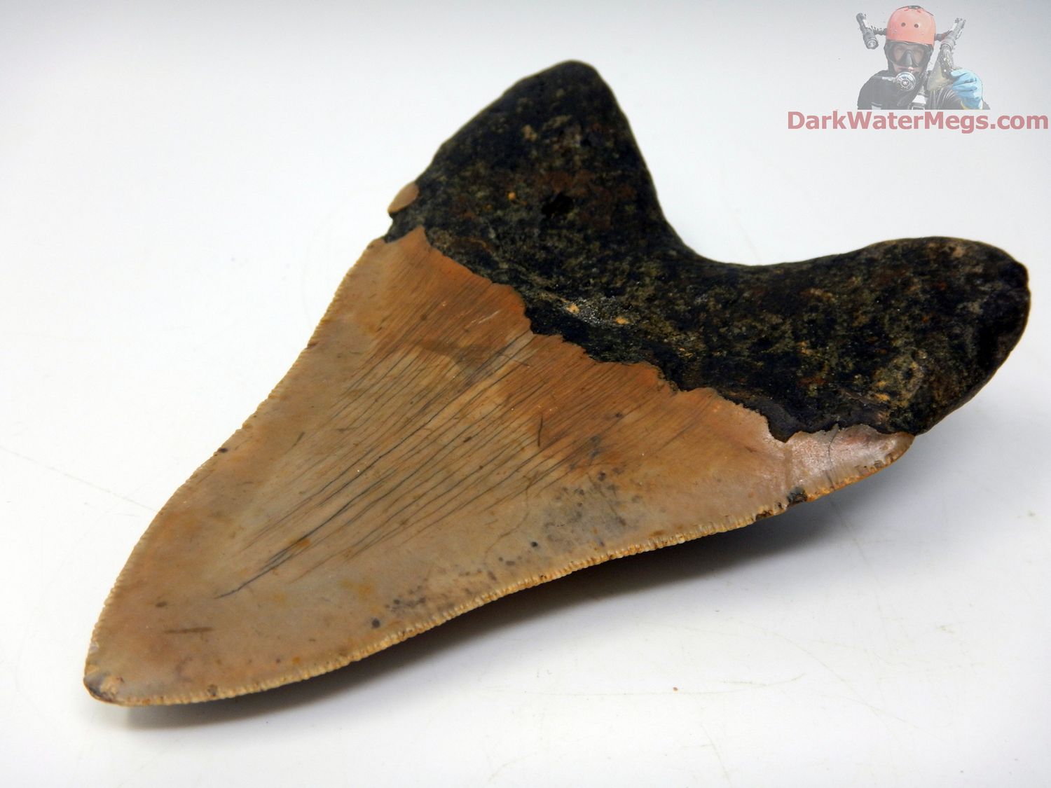 4.30&quot; orange and tan bladed megalodon