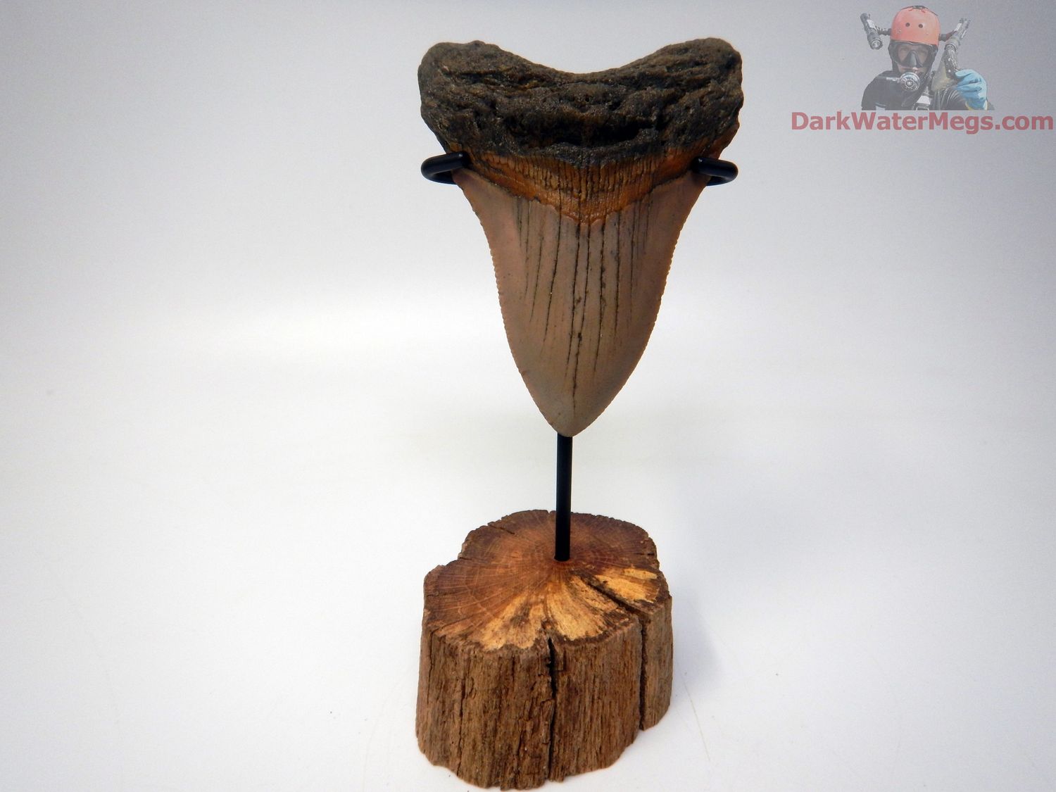 3.71&quot; orange and pink megalodon