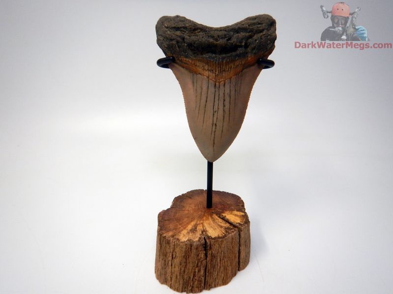 3.71" orange and pink megalodon